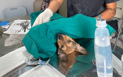 Dogs Sterilization & Adoption