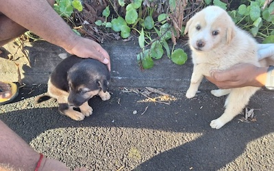 Dog Sterilization Operation