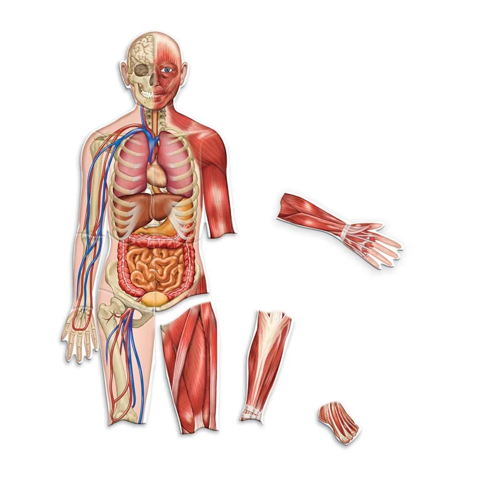 Double-Sided Magnetic Human Body Demo LEARNING RESOURCES LER6044