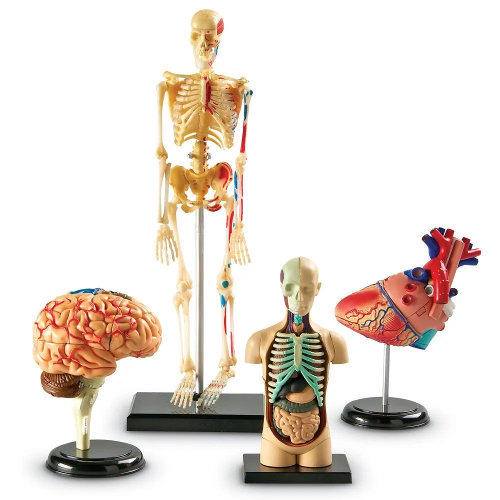 Anatomy Display Model Set LEARNING RESOURCES LER3338