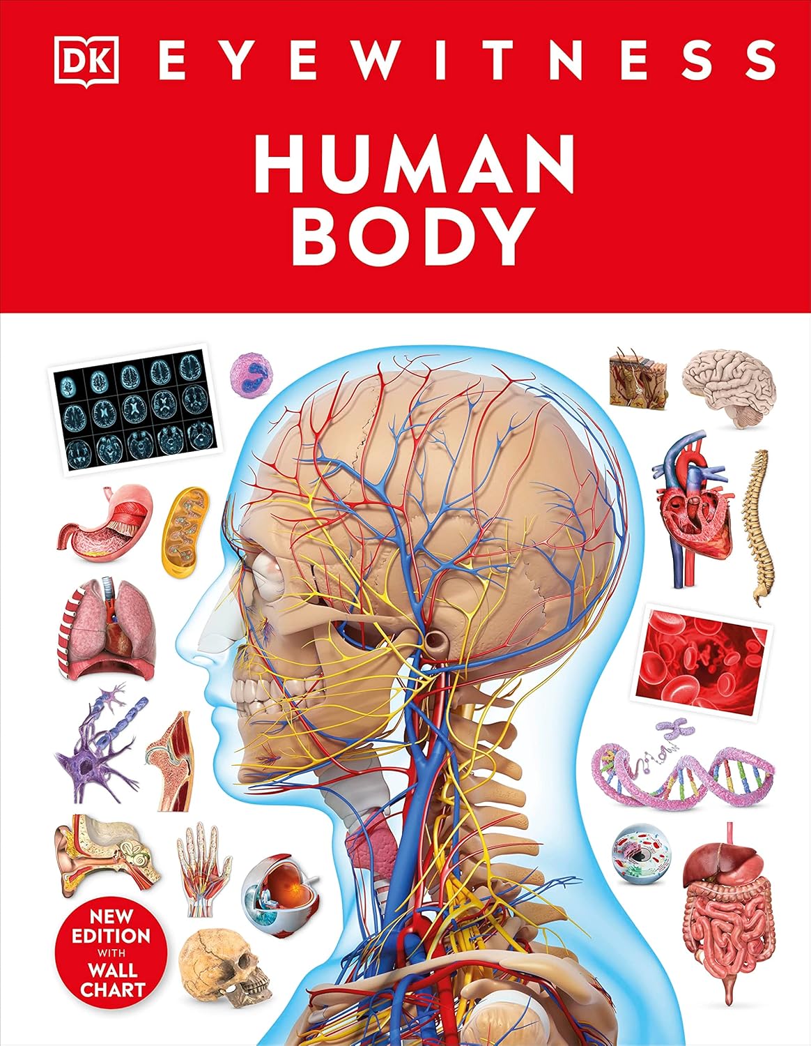 Human Body - DK
