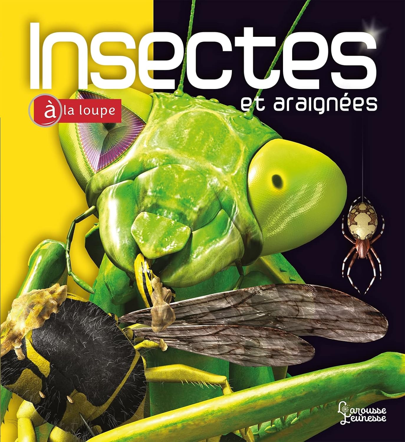 Insectes Et Araignées - À La Loupe