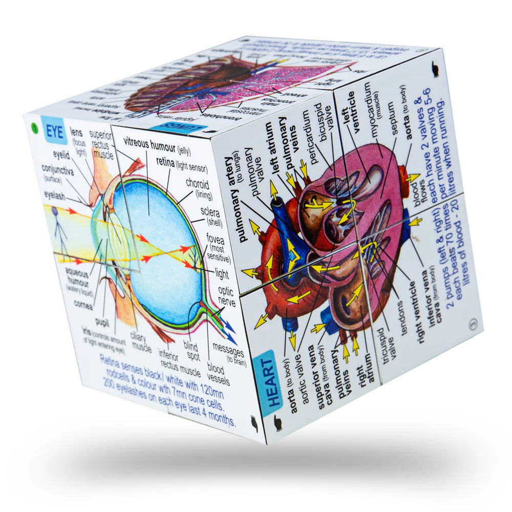 Human Body BIGJIGS ZCC5020