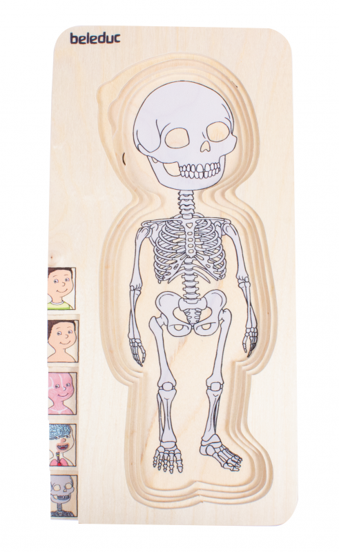 Body Puzzle Boy 5 in 1 Puzzle BELEDUC 17170