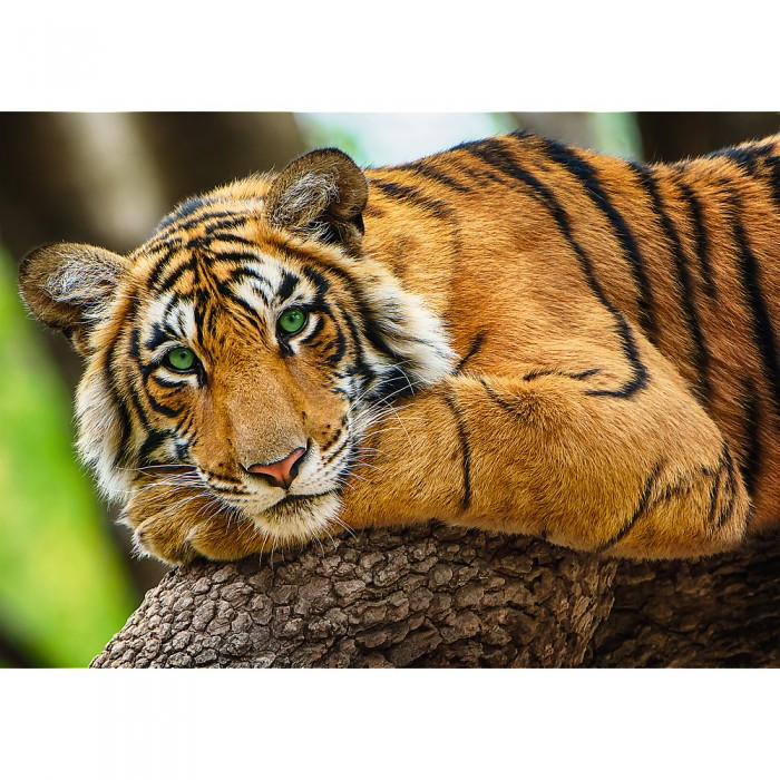 Puzzles 500pcs Tiger portrait  Trefl 37397
