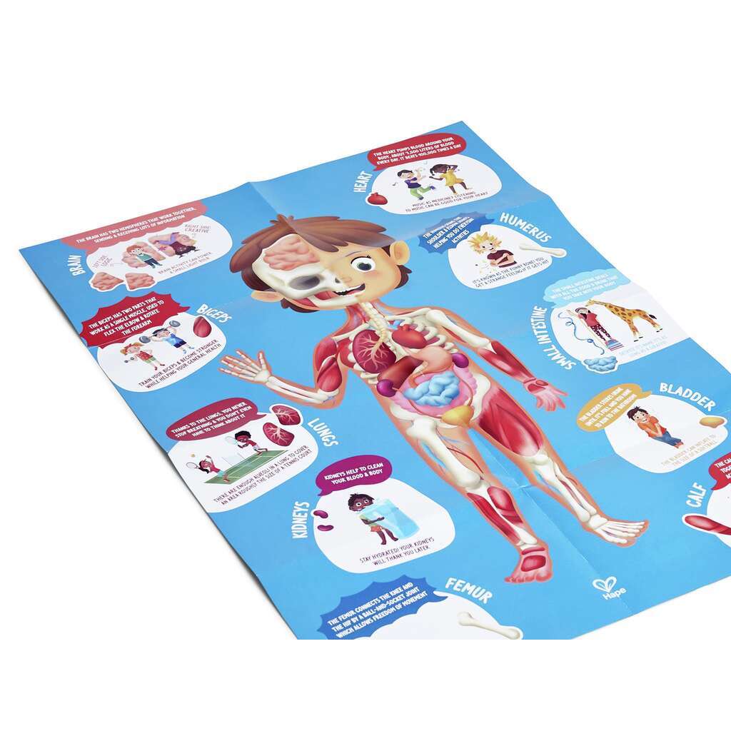 Human Body Puzzle HAPE 1635