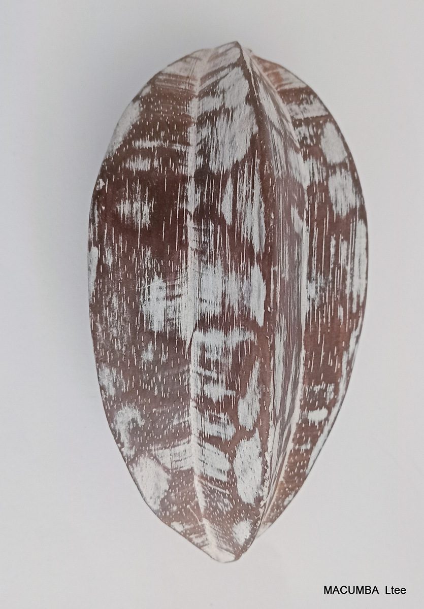 FRUIT STAR FRUIT BIG NATURAL WASH WOOD