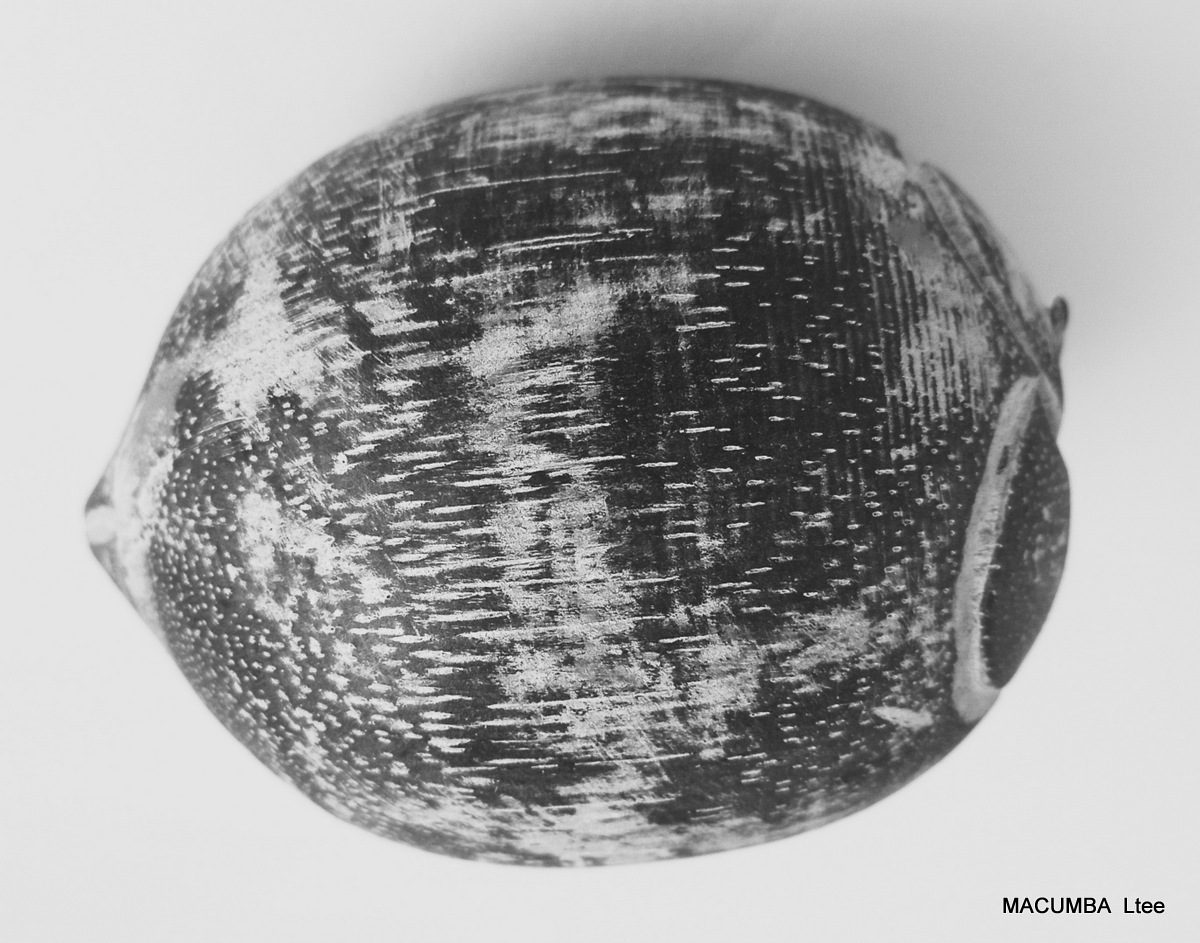 FRUIT COCONUT BIG NATURAL WASH WOOD