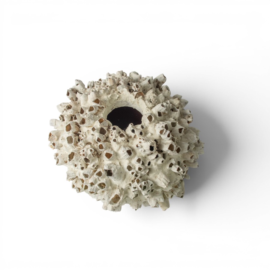 POT SHELL TERRACOTTA D20