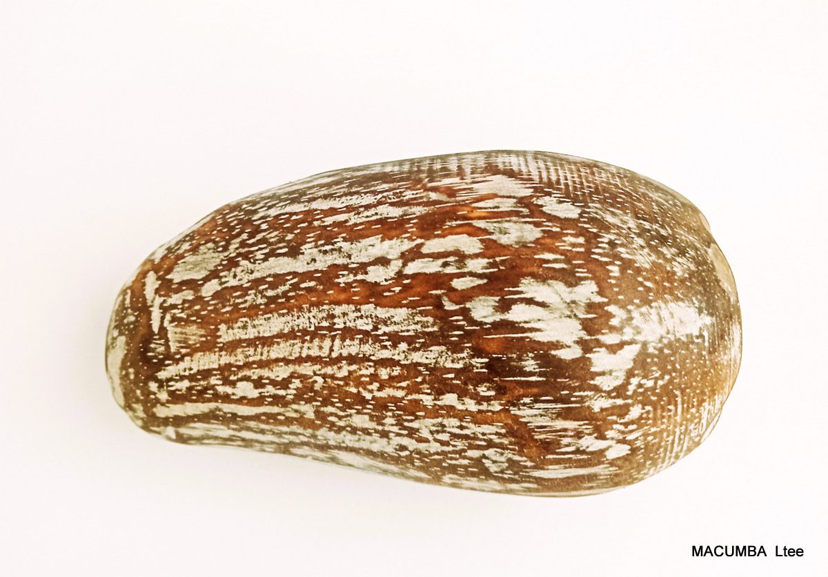 FRUIT MANGO BIG NATURAL WASH WOOD