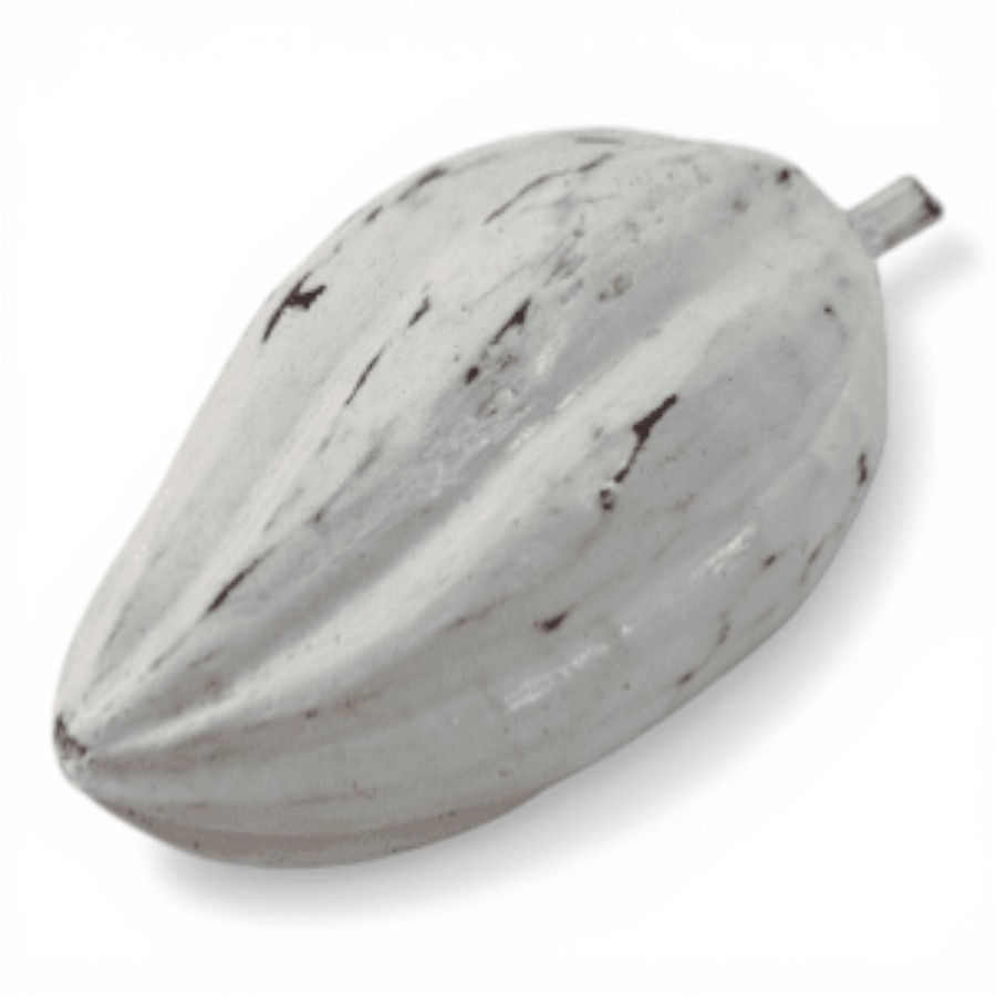 BEZAR - CACAO FRUIT SMALL WOOD