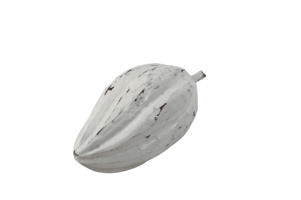 BEZAR - CACAO FRUIT SMALL WOOD