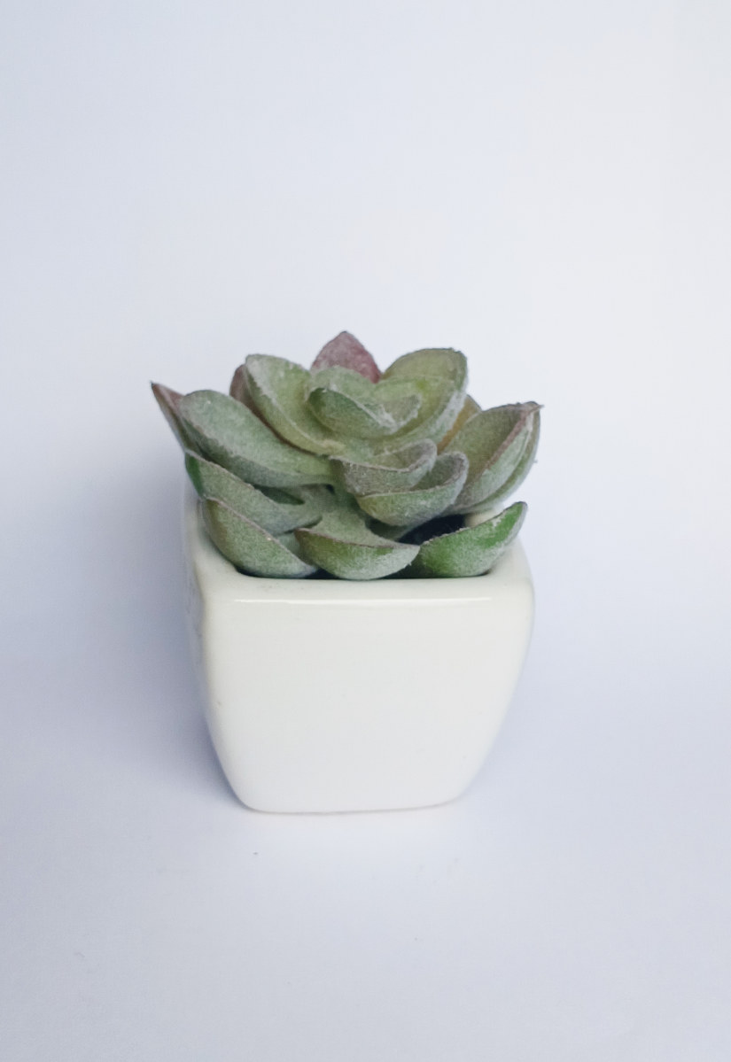 PLANTE GRASSE GRIS 5X5XH8CM