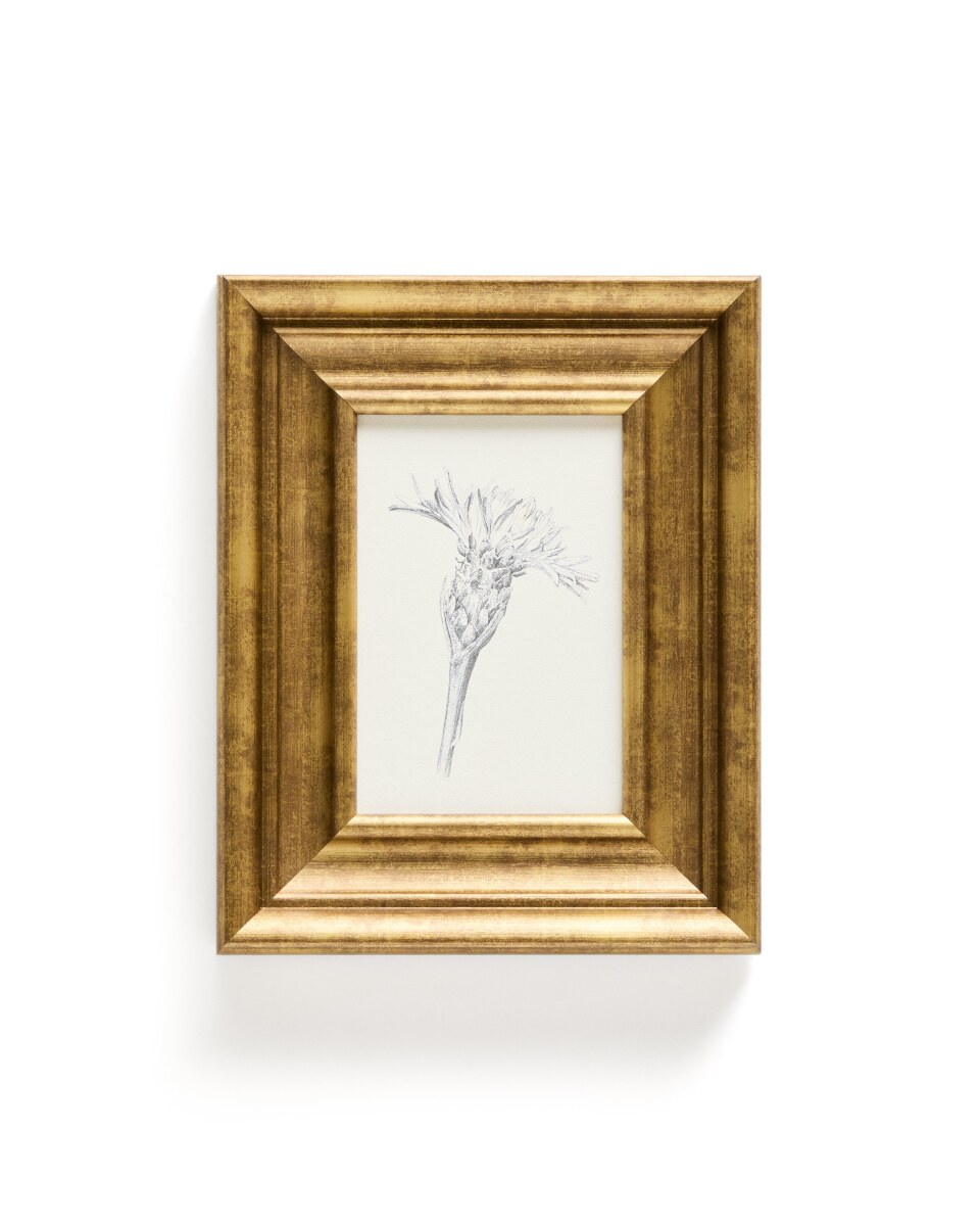 Yalira painting botanical illustration 32.8 x 70Ã cm