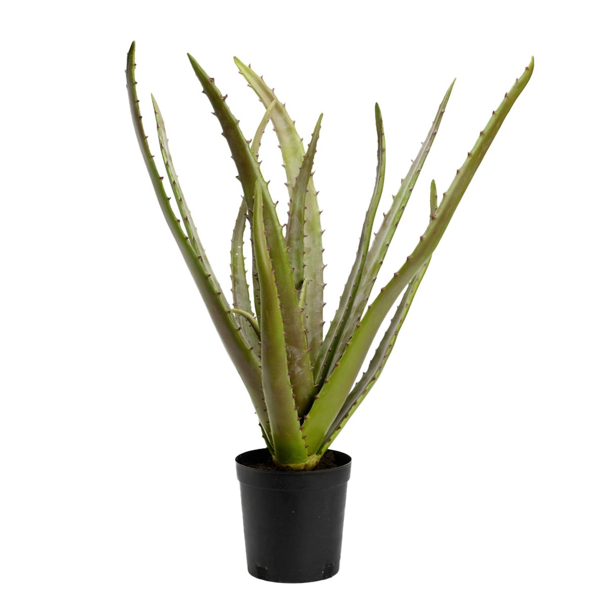 CACTUS ALOE POT H80 VE