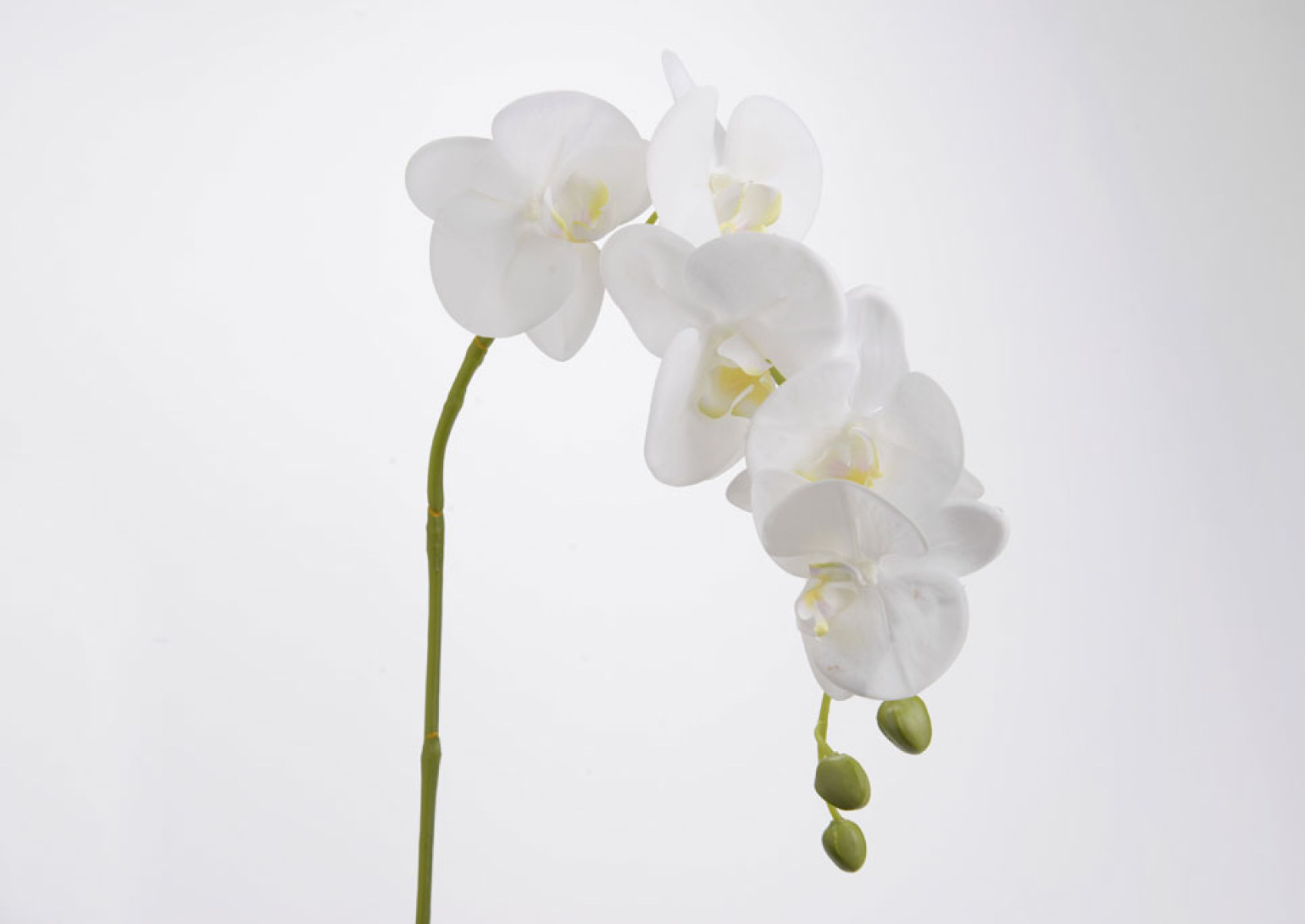 ORCHID PHALAE EDEN H68 WH