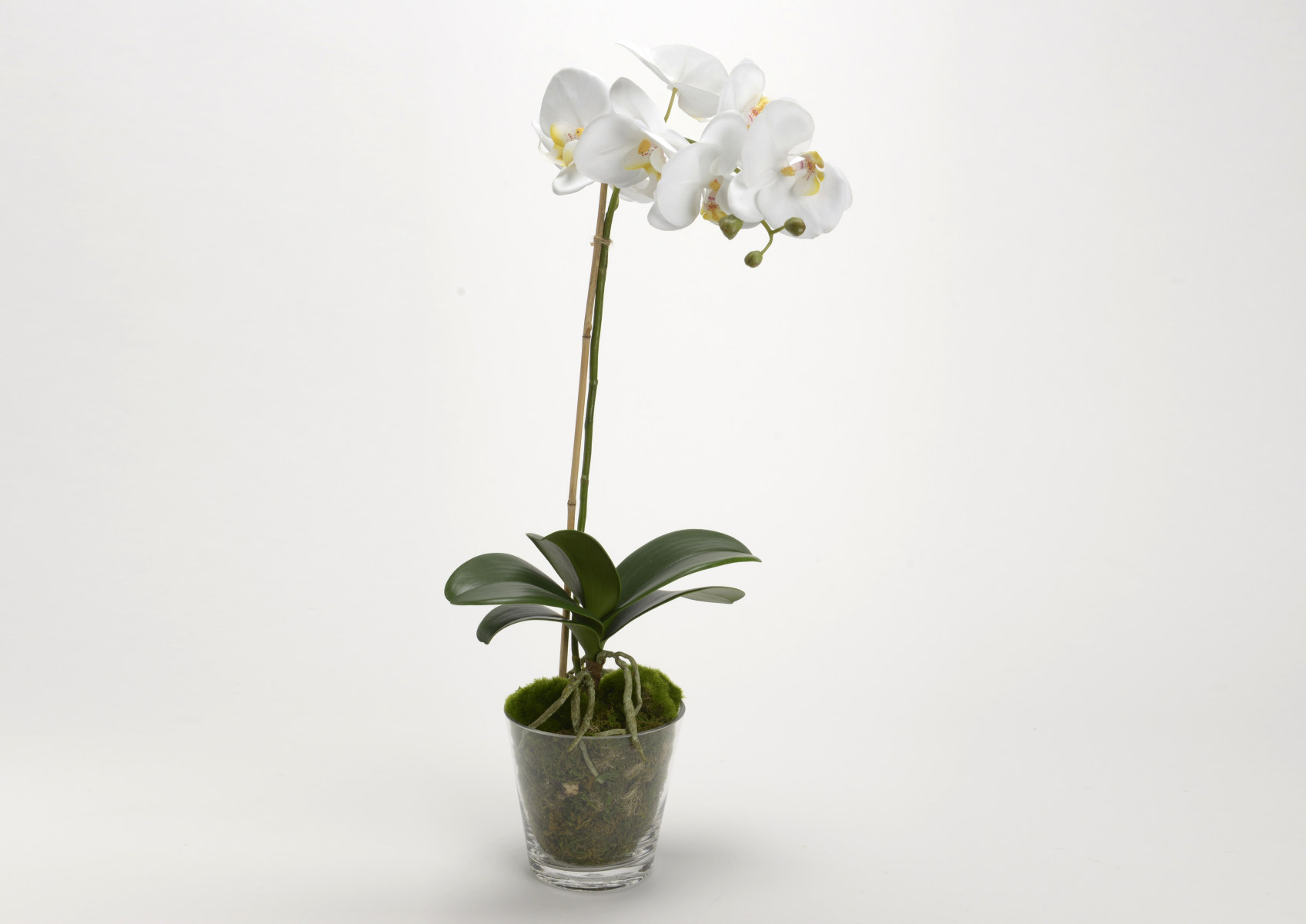 ORCH.PHALAE DIVA GL POT H64 WH