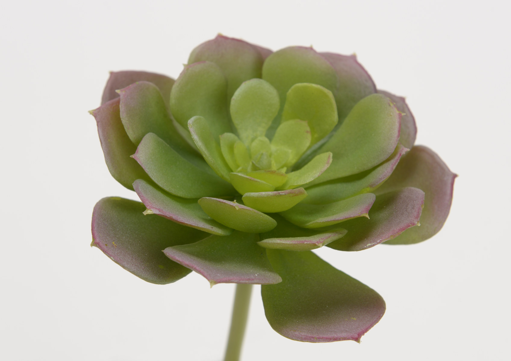 ECHEVERIA CILIATA H13 LG GR