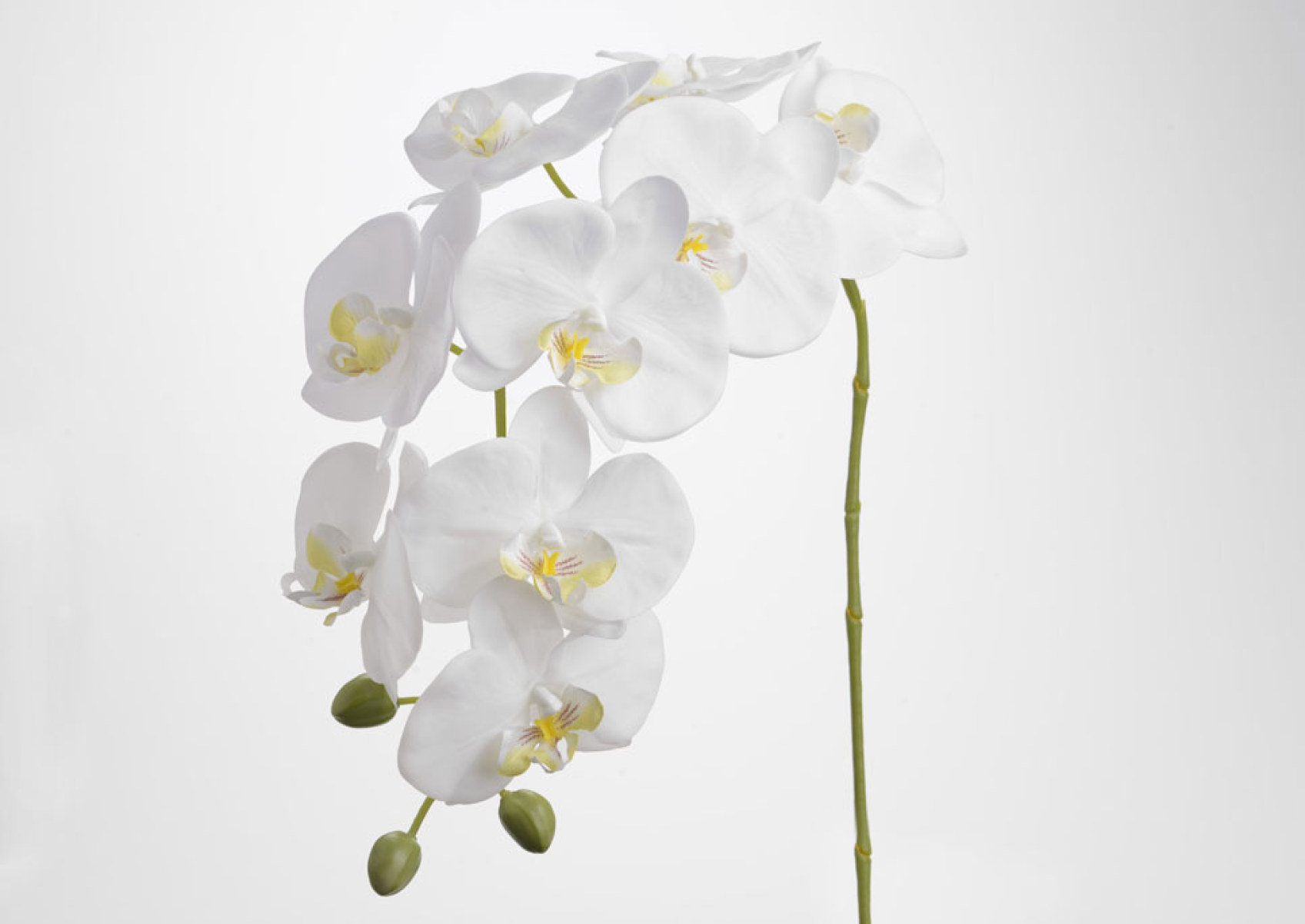 ORCHID PHALAE EDEN H103 WH