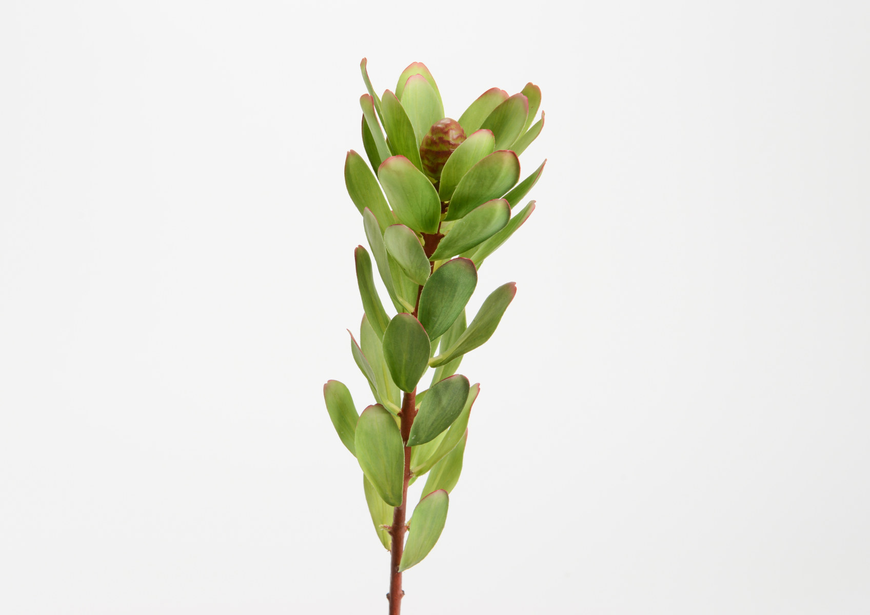 PROTEA SABANA H57 VE