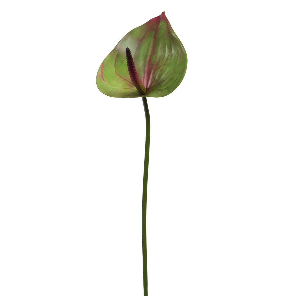 ANTHURIUM FORTEZZA H63 VR/RG