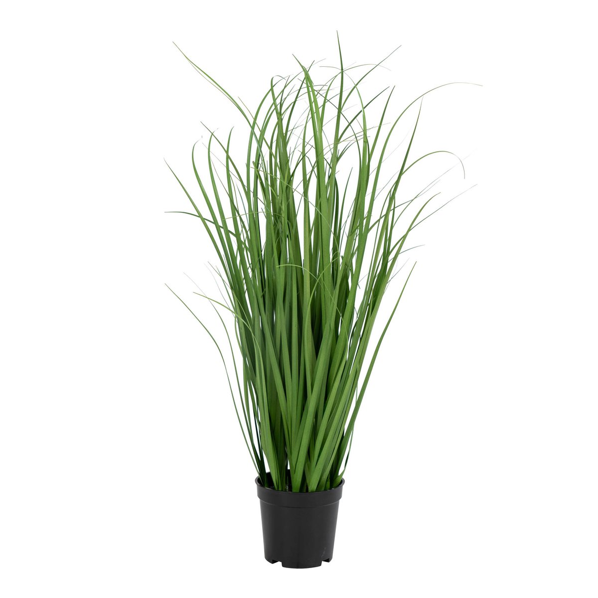 9501080 Poa Grass