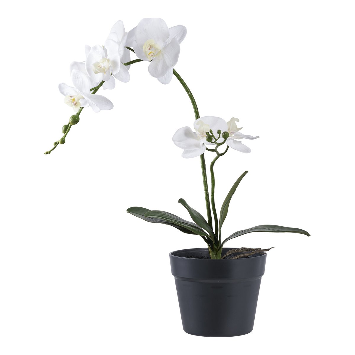 9501003 Orchid