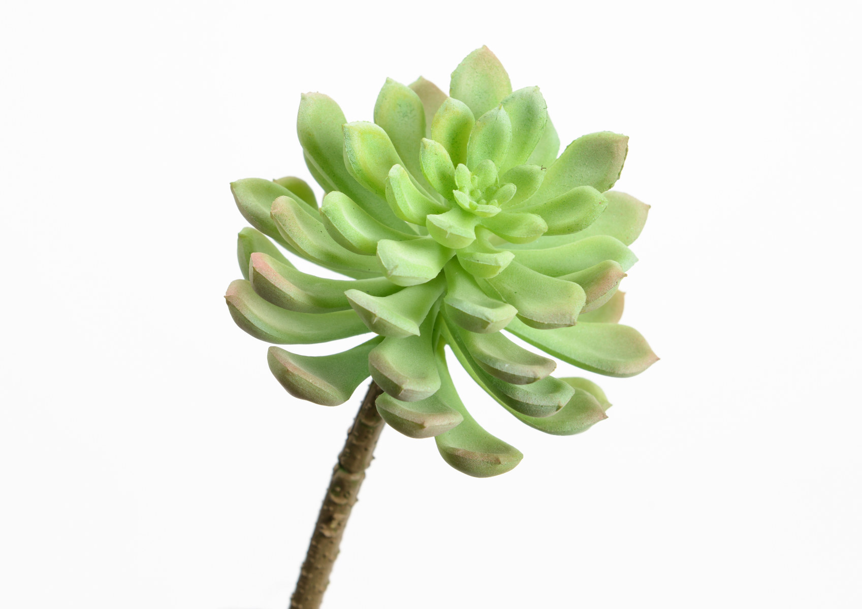 ECHEVERIA ORION H13 VEC