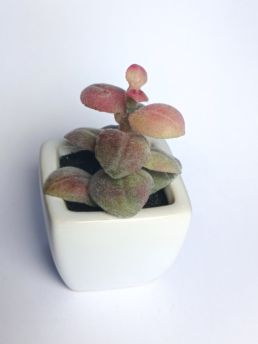 PLANTE GRASSE GRIS 5X5XH8CM
