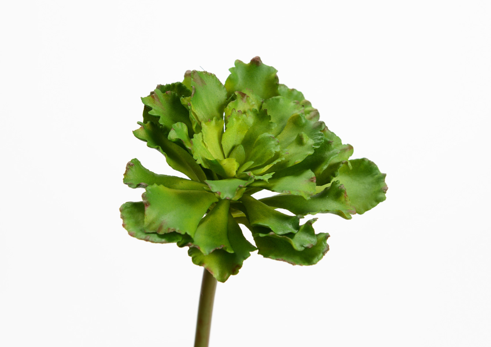 ECHEVERIA AUSTRALIS H13 VE
