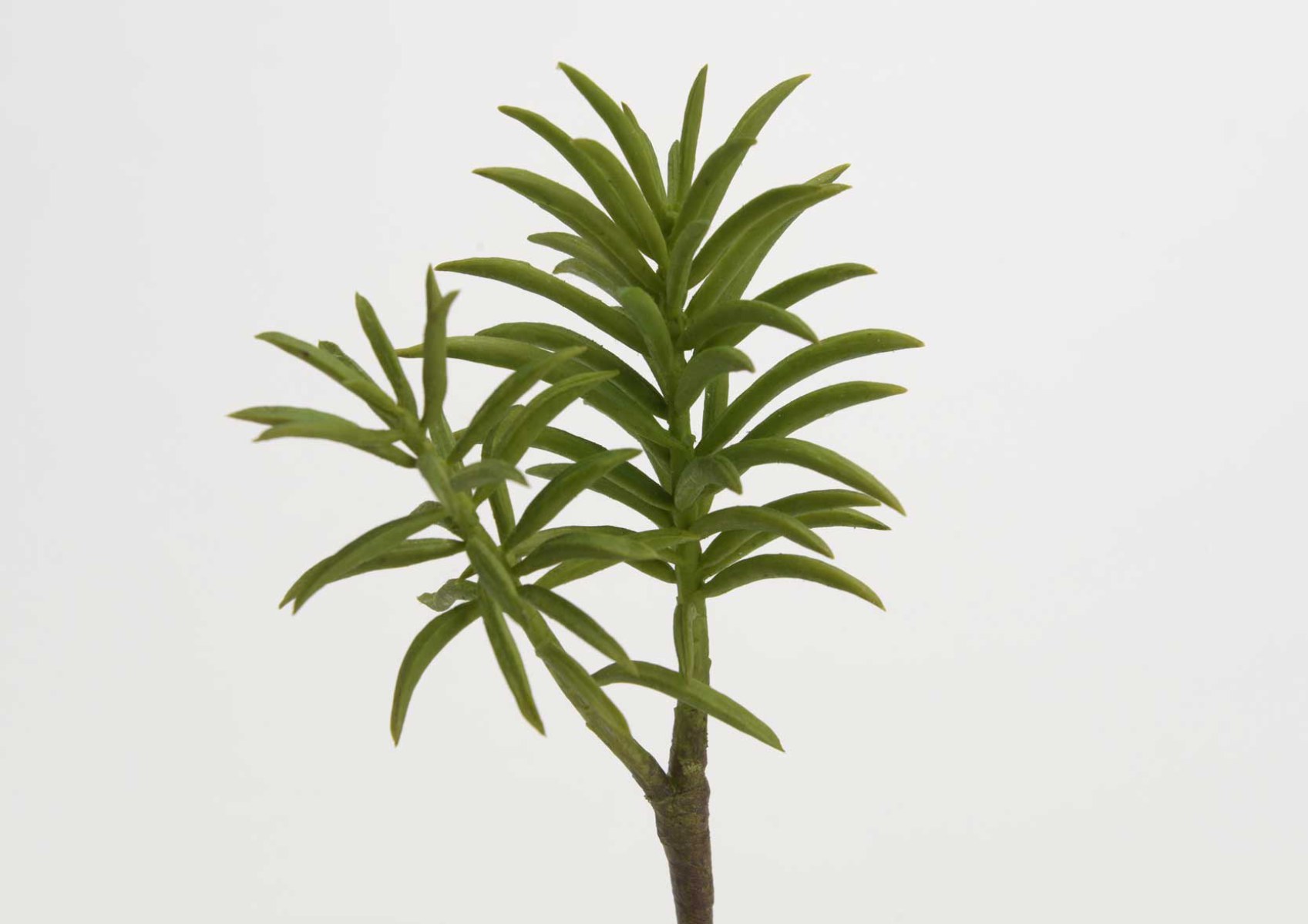 DRUID CACTUS H20 GREEN