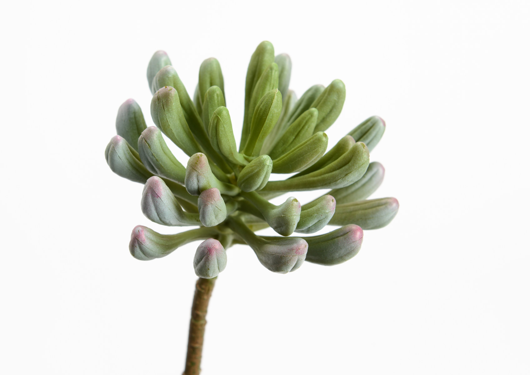 ECHEVERIA CARUNCULATA H19VEC\M