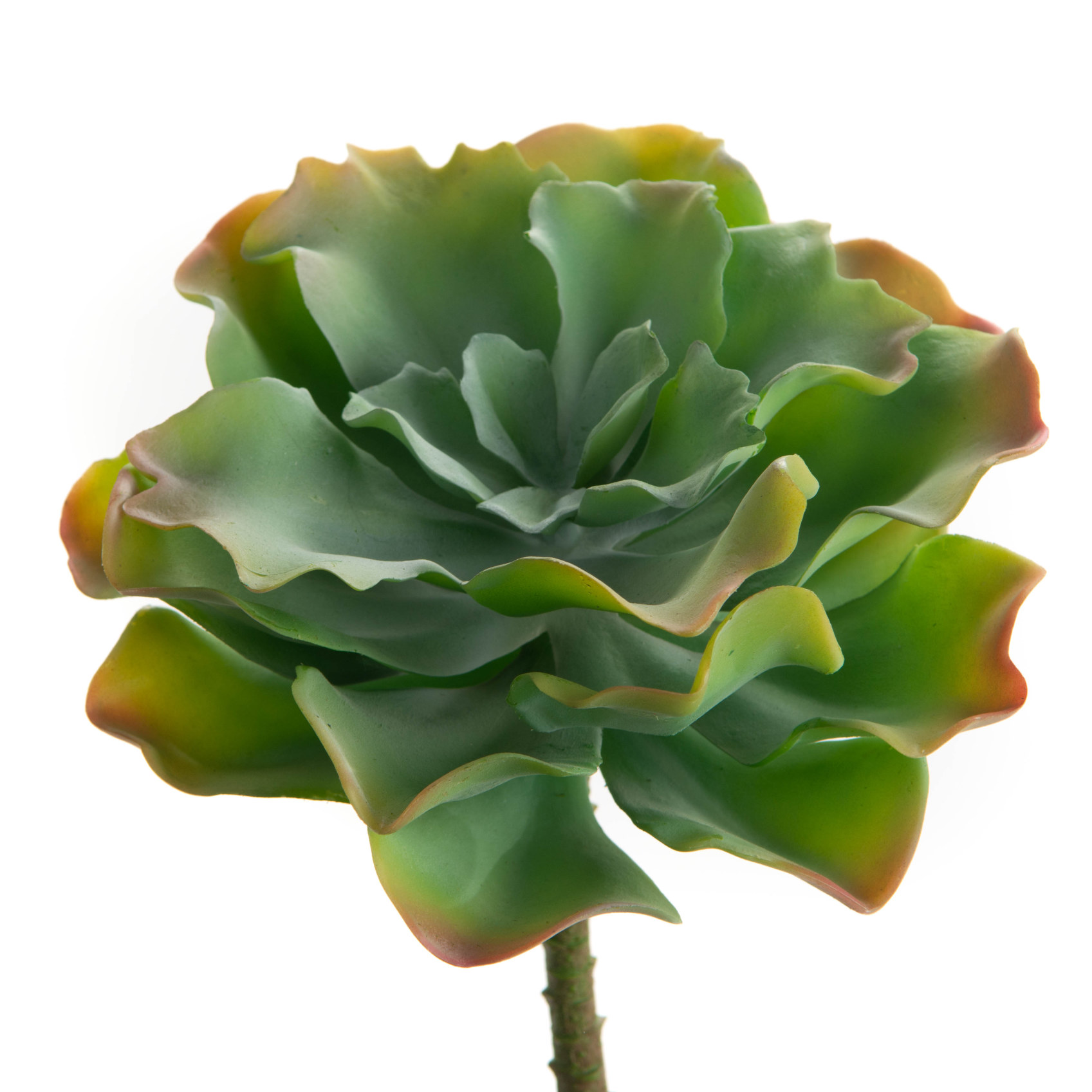 ECHEVERIA GYPSY H22 VRC\BO