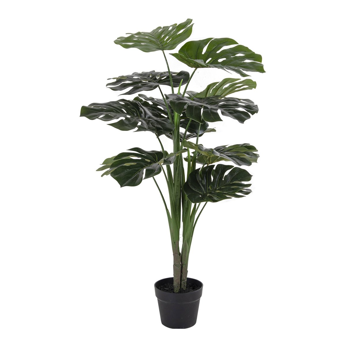 9501000 Monstera
