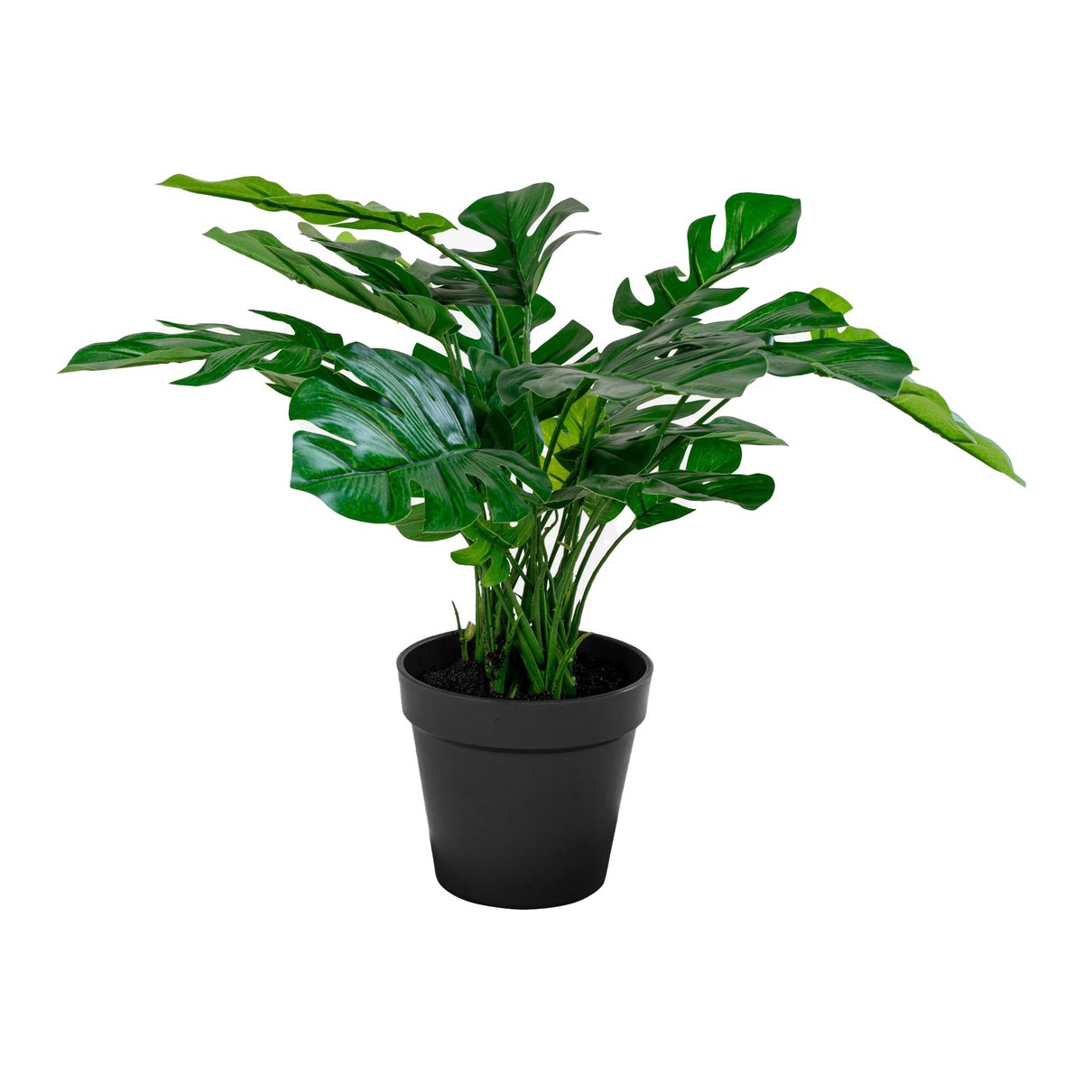 9501040 Monstera