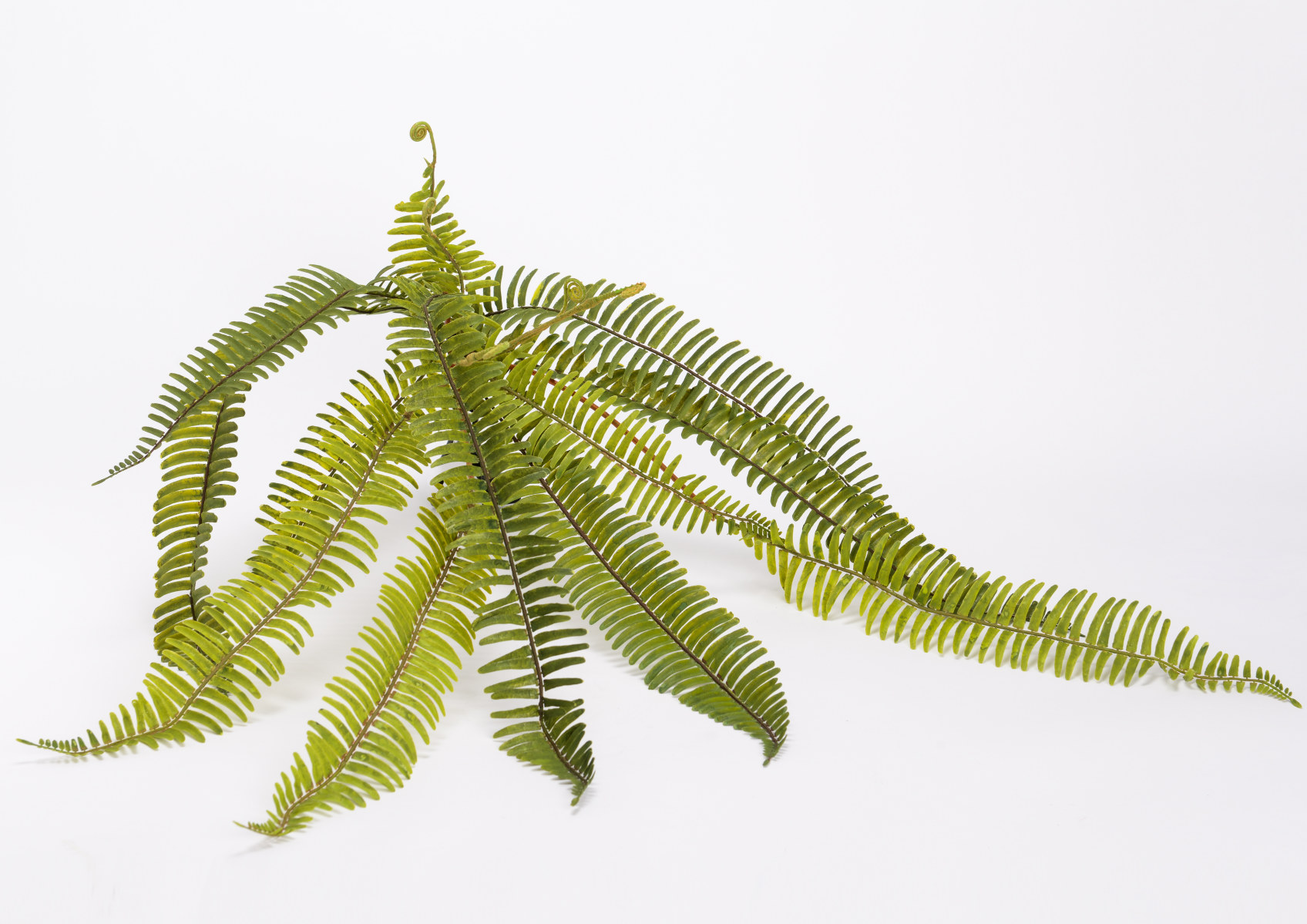 PIQUET FOUGERE ADIANTUM H30 VE