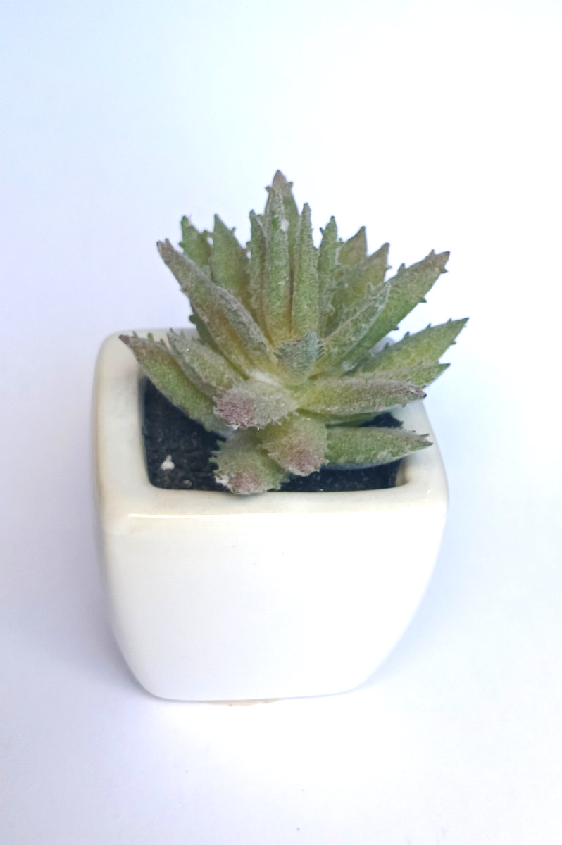 PLANTE GRASSE GRIS 5X5XH8CM