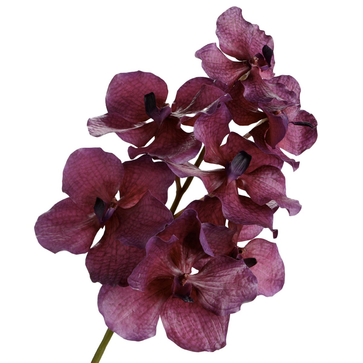 ORCH VANDA TESSELLATA H52 MV