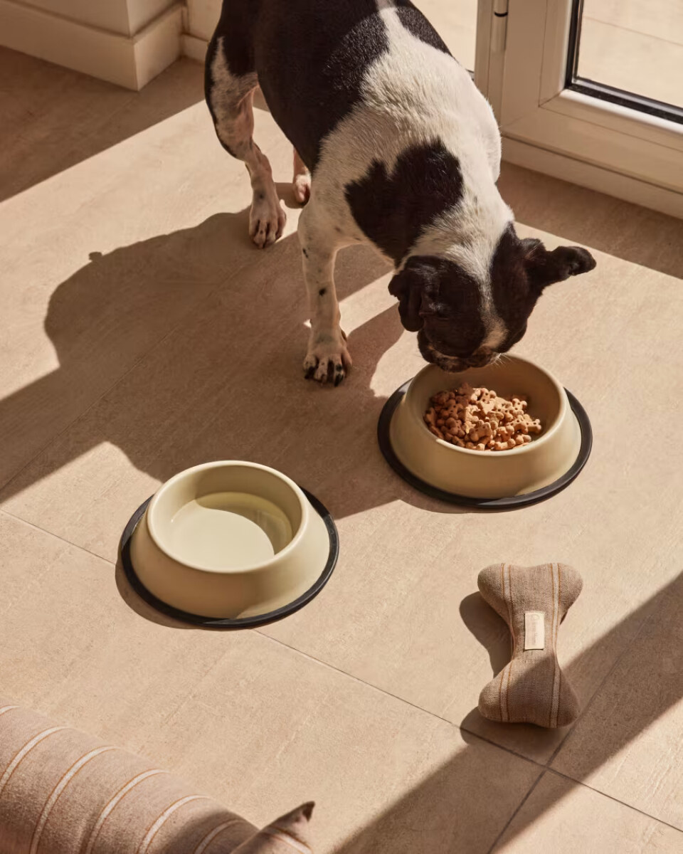 Dalitso large food and water bowl for pets in beige anti-rust steel Ã 25 cm