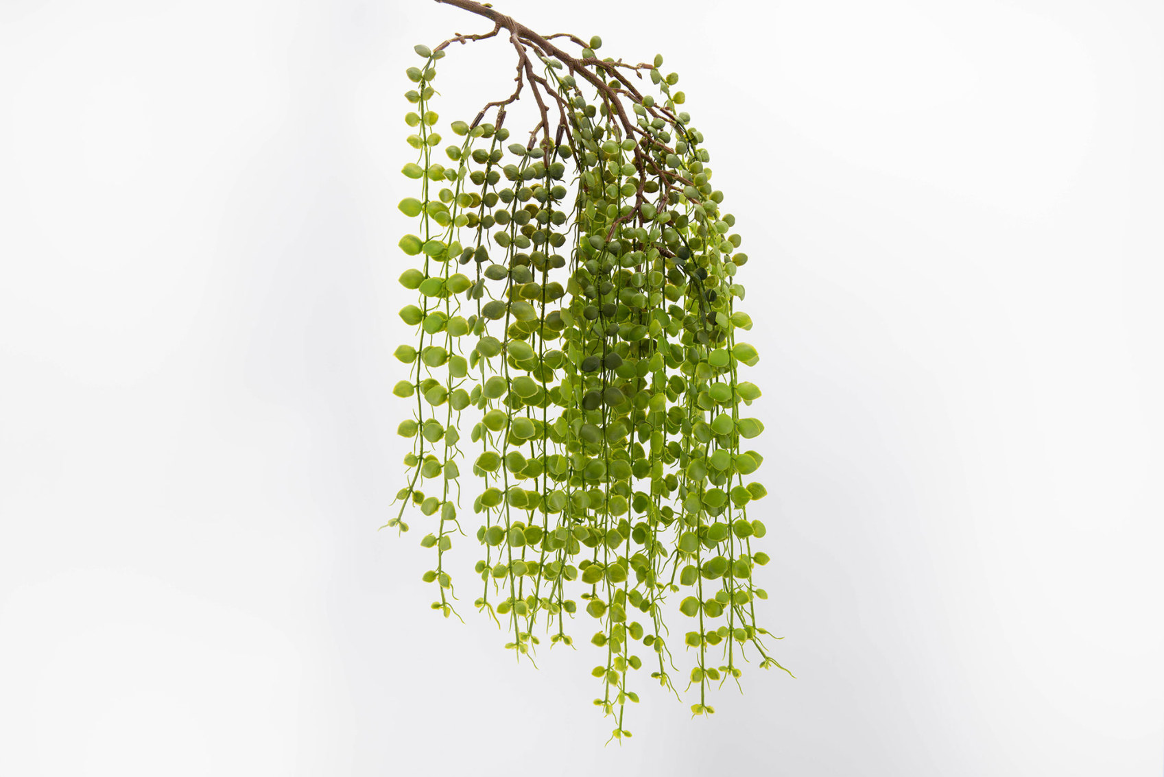CHUTE FOUGERE EXOTICA H60 VE