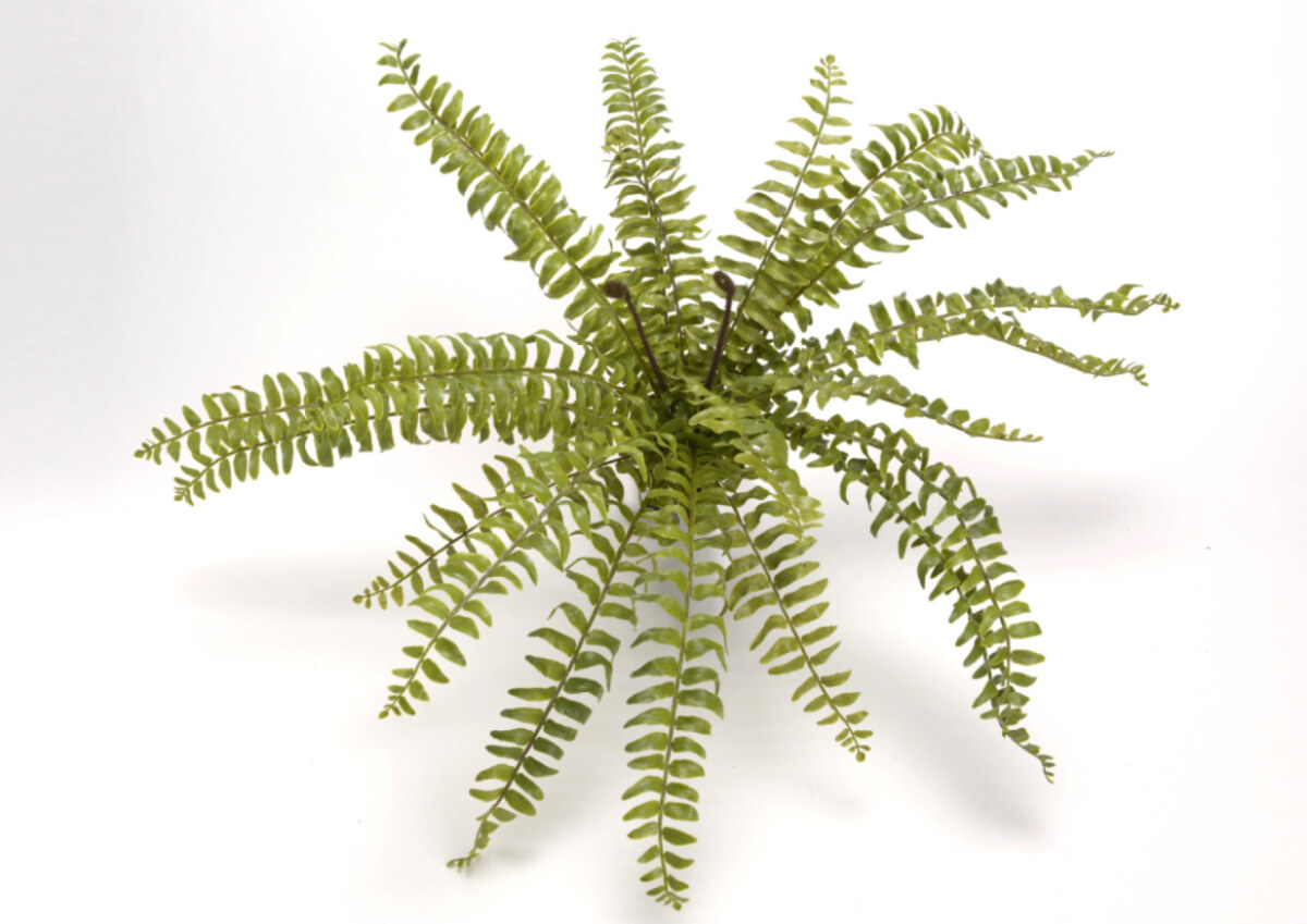 FERN NEPHROLEPIS H58 GR