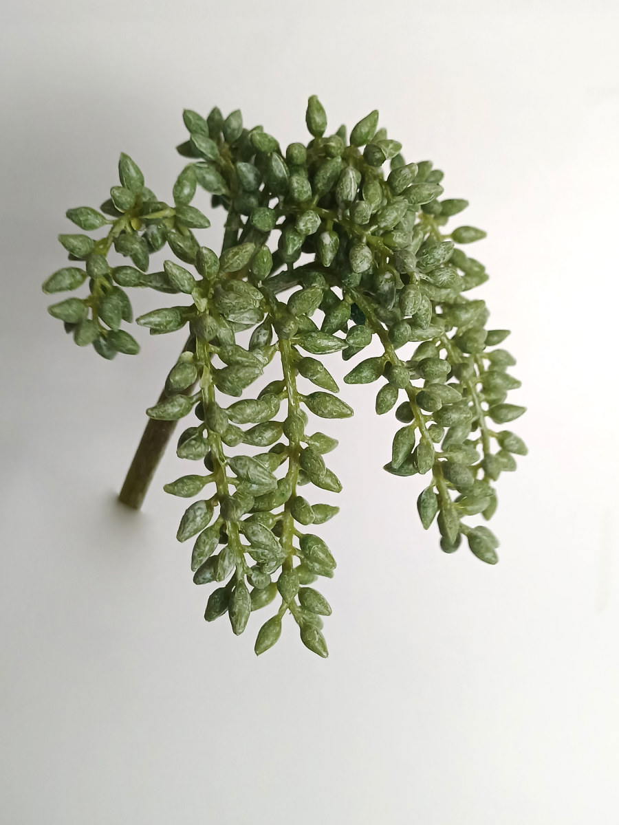SEDUM CHUTE H17VC
