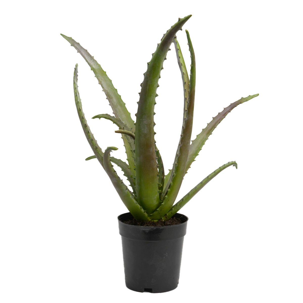 CACTUS ALOE POT H48 VE