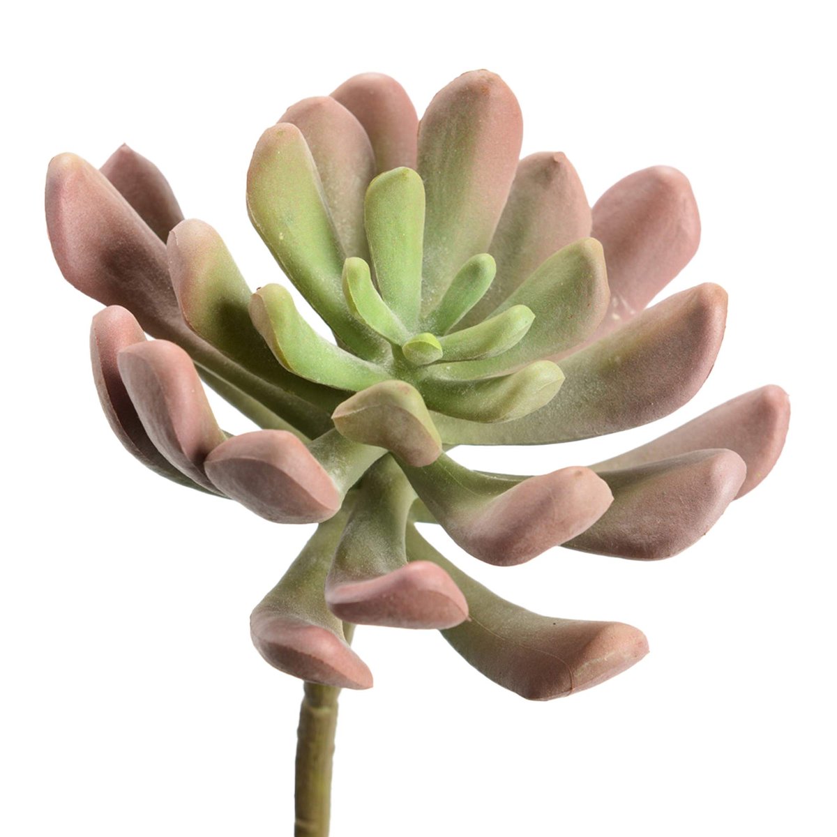ECHEVERIA MENSA H18 VEC/MV