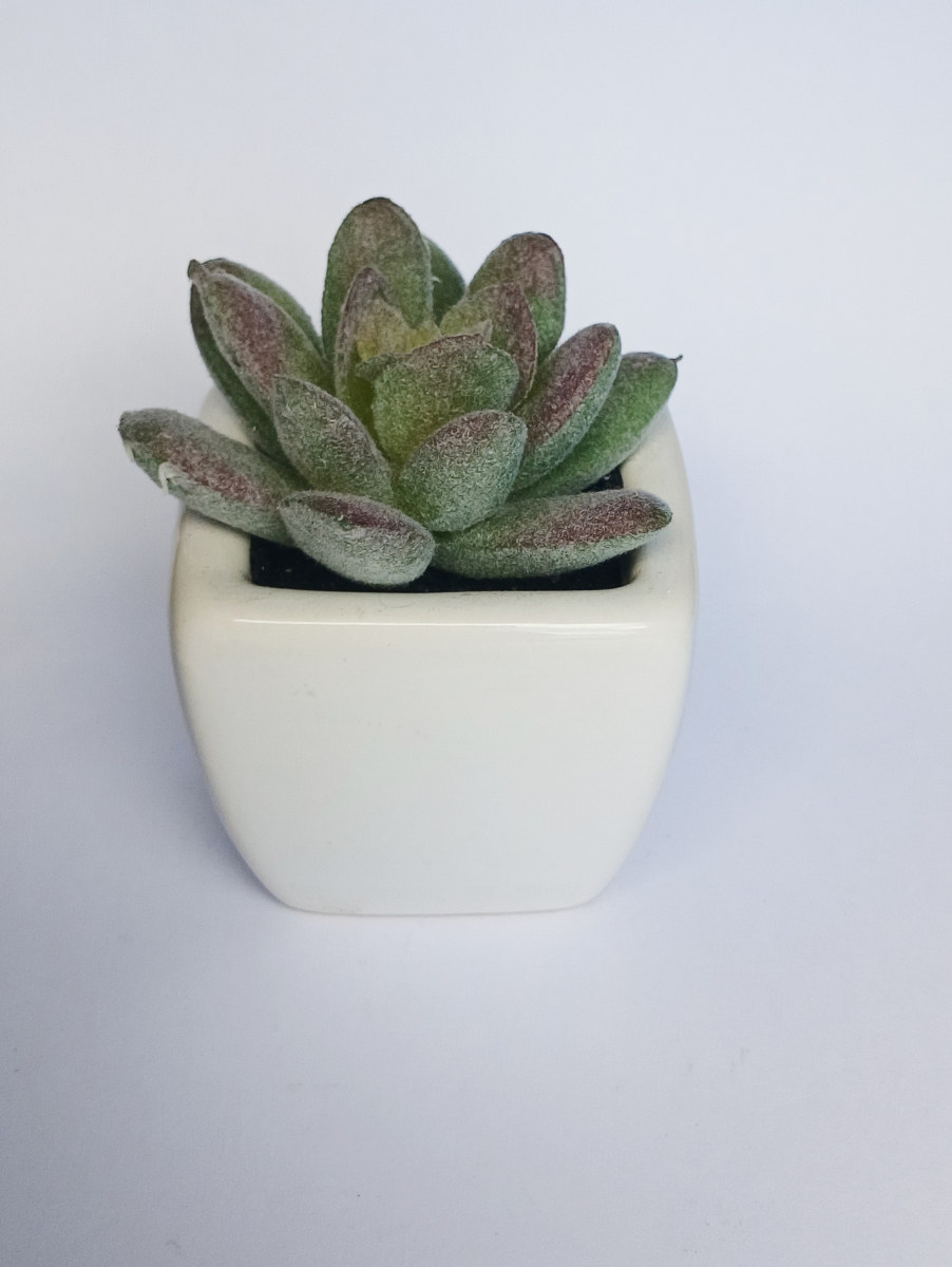 PLANTE GRASSE GRIS 5X5XH8CM
