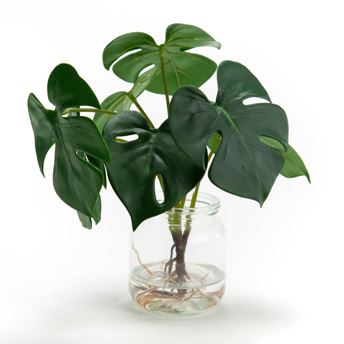 COMPO MONSTERA EAU H27 VE/TR