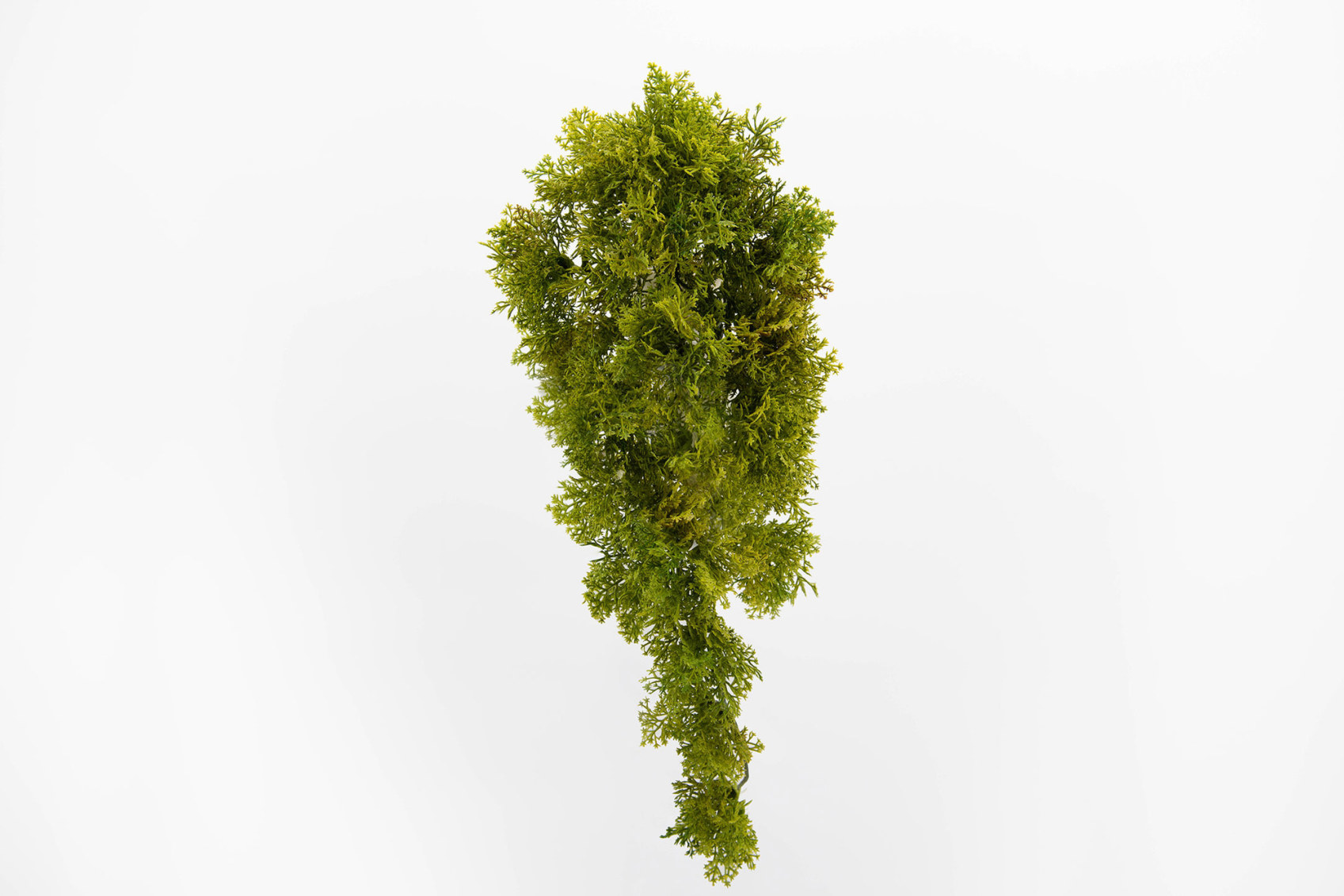PIQUET MOUSSE LICHEN  H38 VE