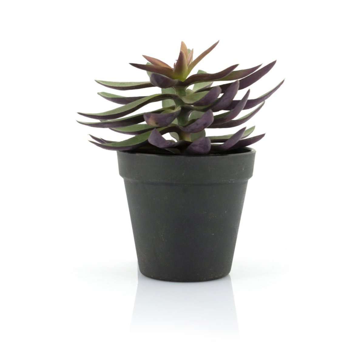 Succulent - 2