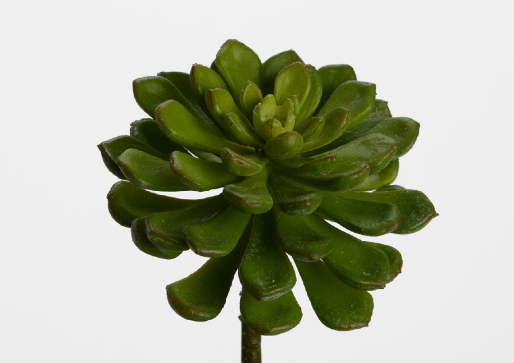 ECHEVERIA SECUNDA H13 VE