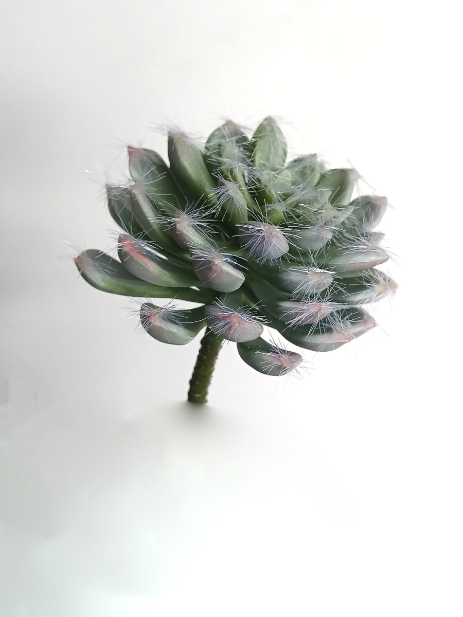 SEDUM ECHE H17VC